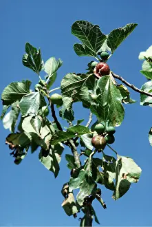 Ardea London: FIG TREE - close-up of branch