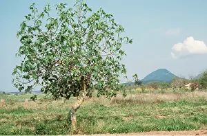 Ardea London: FIG TREE - mountain in background