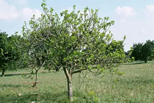 Figs: FIG tree - In Orchard