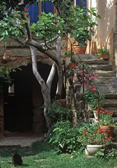 Housing: Fig tree and pelargoniums on a stair