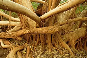 Attach: Fig tree roots - this enormous fig tree created
