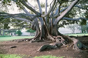 Figs: Fig Tree - showing trunks & buttress roots