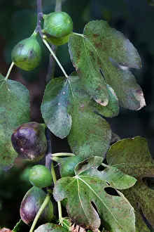 Figs: Fig-tree - white fruit