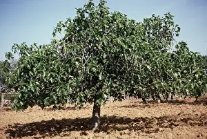 Ardea London: FIG TREES