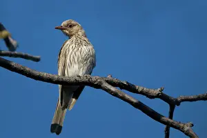 Figbird: Figbird
