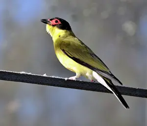 Figbird: Figbird