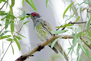 Calliope: Figbird