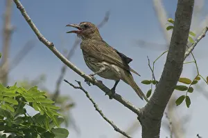 Figbird: Figbird - Female