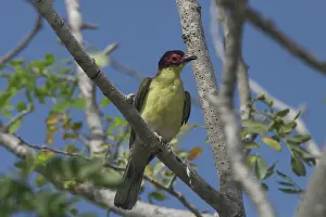 Figbird: Figbird - Male