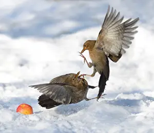 Blackbirds: Fight between Blackbirds (Turdus merula) female
