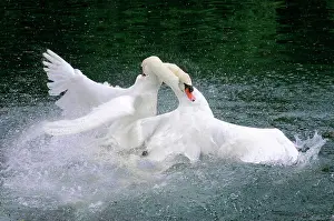Altmhltal: Fight of two mute swans (Cygnus olor), Altmahl
