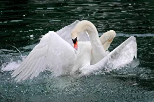 Altmhltal: Fight of two mute swans (Cygnus olor), Altmahl