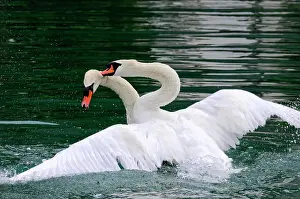 Altmhltal: Fight of two mute swans (Cygnus olor), Altmahl