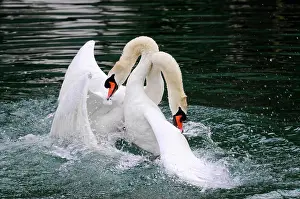 Altmhltal: Fight of two mute swans (Cygnus olor), Altmahl