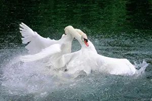 Battle: Fight between two mute swans (Cygnus olor), Altmahl