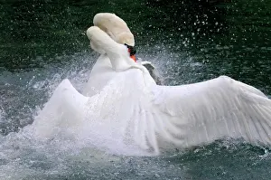 Battle: Fight between two mute swans (Cygnus olor), Altmahl