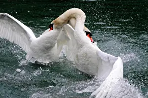 Battle: Fight between two mute swans (Cygnus olor), Altmahl