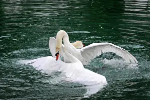Battle: Fight between two mute swans (Cygnus olor), Altmahl