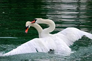 Fight: Fight between two mute swans (Cygnus olor), Altmahl
