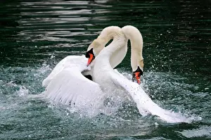 Fight: Fight between two mute swans (Cygnus olor), Altmahl
