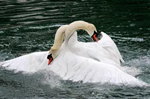 Fight: Fight between two mute swans (Cygnus olor), Altmahl