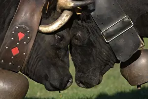 Queens: Fight Queens Herens Cows Chartreuse Alps France