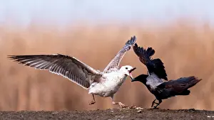 Meat: Fight. Seagull (Larus sp) facing Hooded Crow (Co