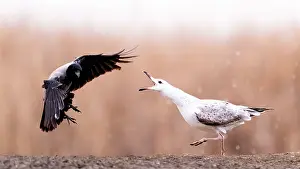 Meat: Fight. Seagull (Larus sp) facing Hooded Crow (Co