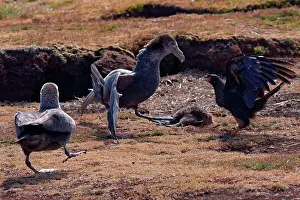 Magellanic: Fight between Striated Caracara and Southern Giant