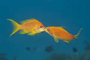 Anthias: Fighting Anthias (Anthias sp) Females, Fight for