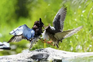 Fight: Two fighting birds in the air, with feathers and water droplets in a green environment