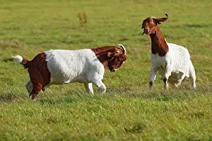 Aegagrus: Fighting Burenn (Capra aegagrus hircus), Schleswig-Holstein