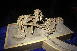 Models: The Fighting Dinosaurs: skeletons of Protoceratops and V