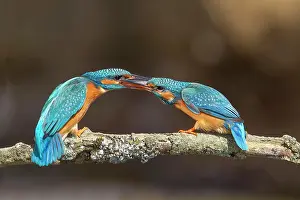 Atthis: Fighting female kingfisher (Alcedo atthis), territory
