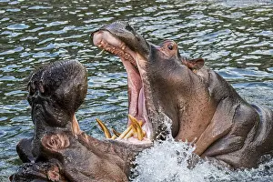 Hippos: Fighting hippopotamuses, hippos (Hippopotamus amphibius)