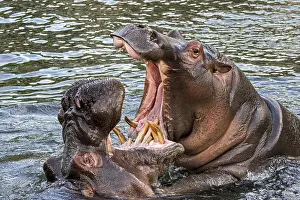 Hippos: Fighting hippopotamuses, hippos (Hippopotamus amphibius)