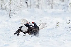 Hamra: Two fighting male Black Grouse (Tetrao tetrix)
