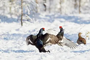 Hamra: Two fighting male Black Grouse (Tetrao tetrix)