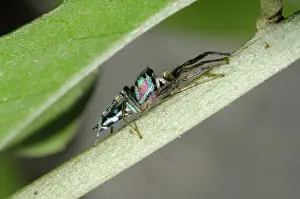 Arachnophobia: Fighting Spider - on stem - Klungkung, Bali, Indonesia