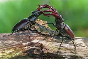 251020: Two fighting Stag beetle ( Lucanus cervus) on an