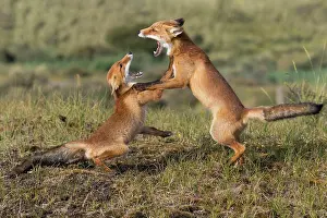 Townsmall: Two fighting (Vulpes vulpes) with wide open mouth