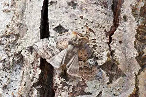 Eighty: Figure of Eighty - on dead tree trunk