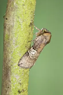 Eighty: Figure of Eighty Moth