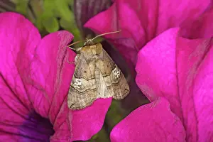 Eighty: Figure of Eighty Moth