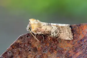 Eighty: Figure of Eighty Moth - Summer