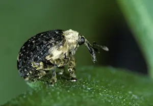 Weevil: Figwort weevil (Cionus scrophulariae)
