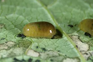 Mullein: Figwort Weevil (Cionus scrophulariae) larva