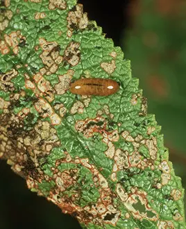 Larval: Figwort weevil larva on Buddleia