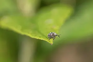 David Chapman: Figwort Weevil - on Leaf - UK
