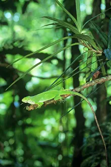 Brachylophus: Fiji Banded Iguana - female